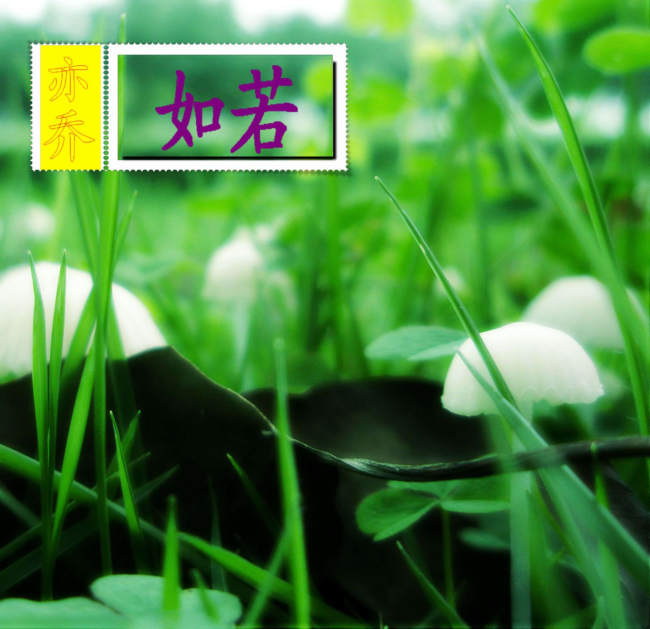如若 如若