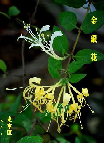 金银花 金银花
